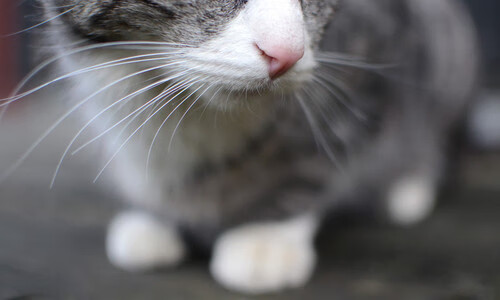 开云首页登录-_少年羽毛球联盟：点燃青春运动热情_，少年羽毛球锦标赛