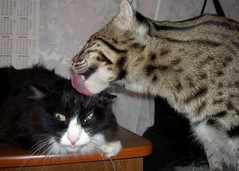 kaiyun开云·官方网站-_经典回放：历史名场面重温不老传奇_，不老传说在线播放