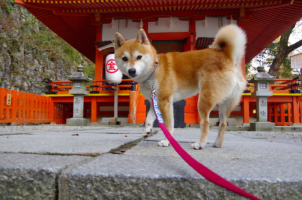 开云·体育全站登录地址-篮球青少年赛事积分管理系统优化，篮球积分赛表格规范格式