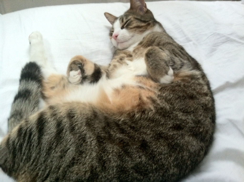 开云体育APP下载-尼克斯逆转76人，布伦森连砍11分助力翻盘，尼克布里科斯espn