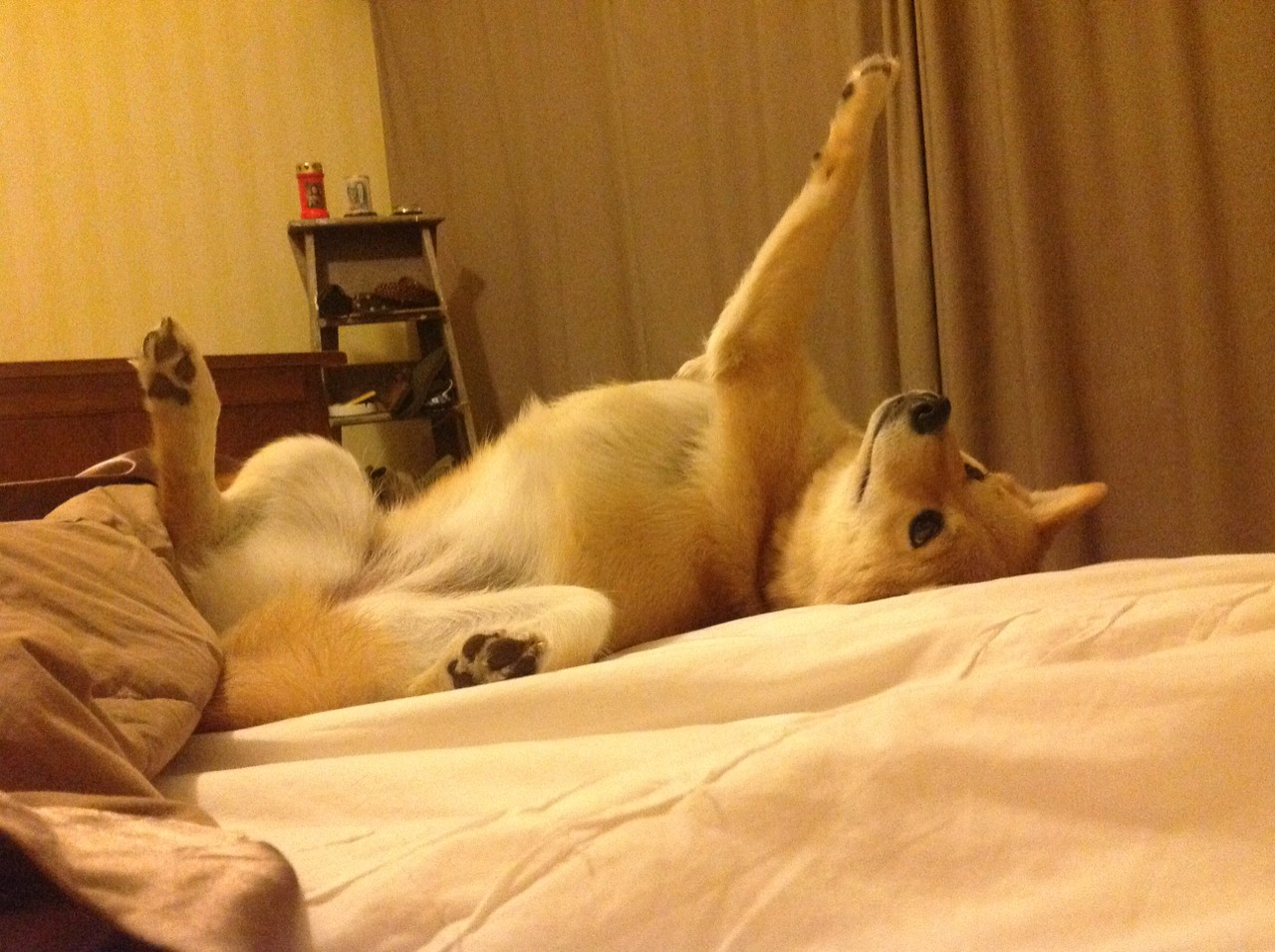 kaiyun开云·官方网站-看好桑普多利亚主场获胜，信心十足