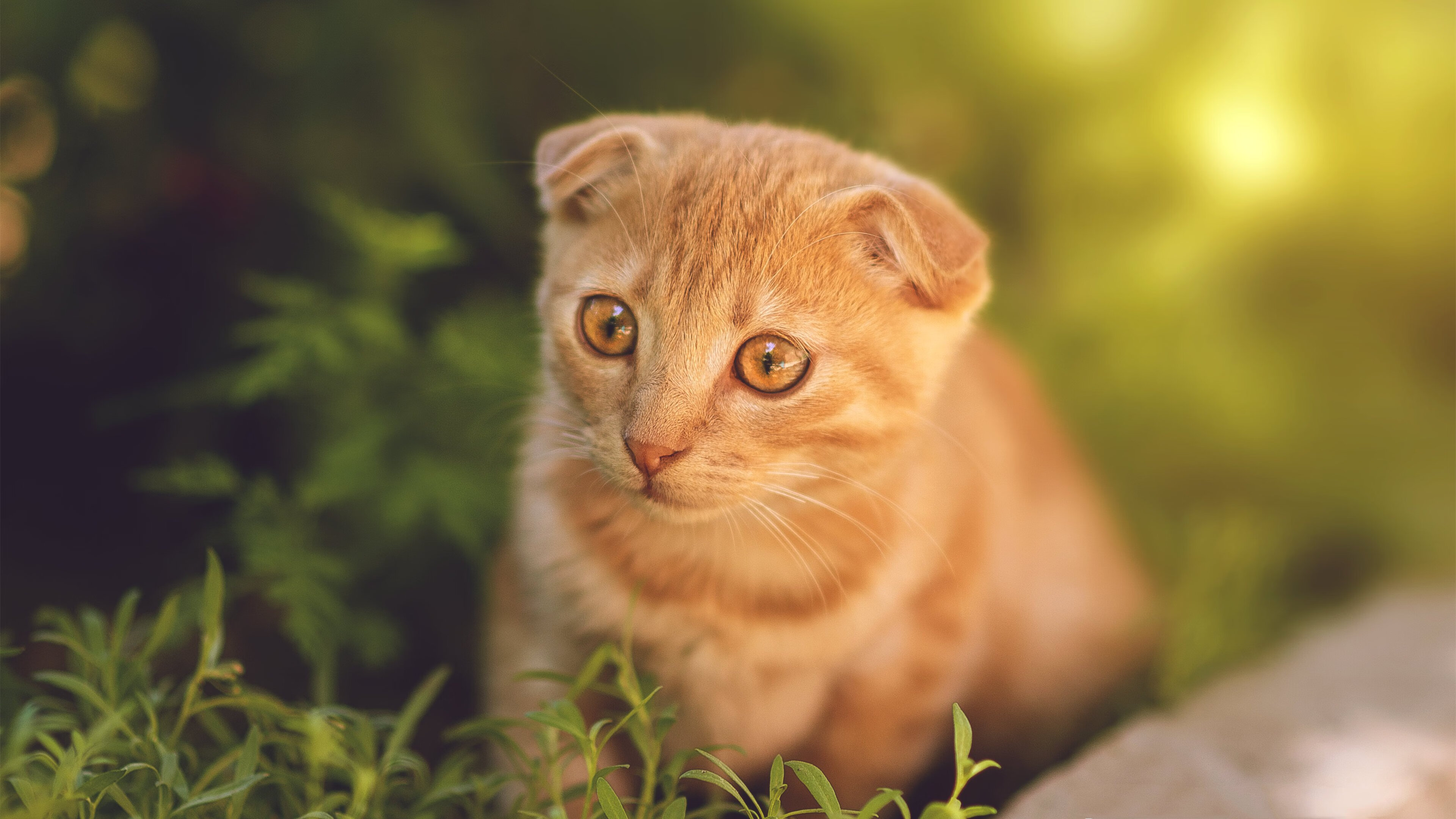 kaiyun-中超球队球队实力对比，中超各个球队的缺点