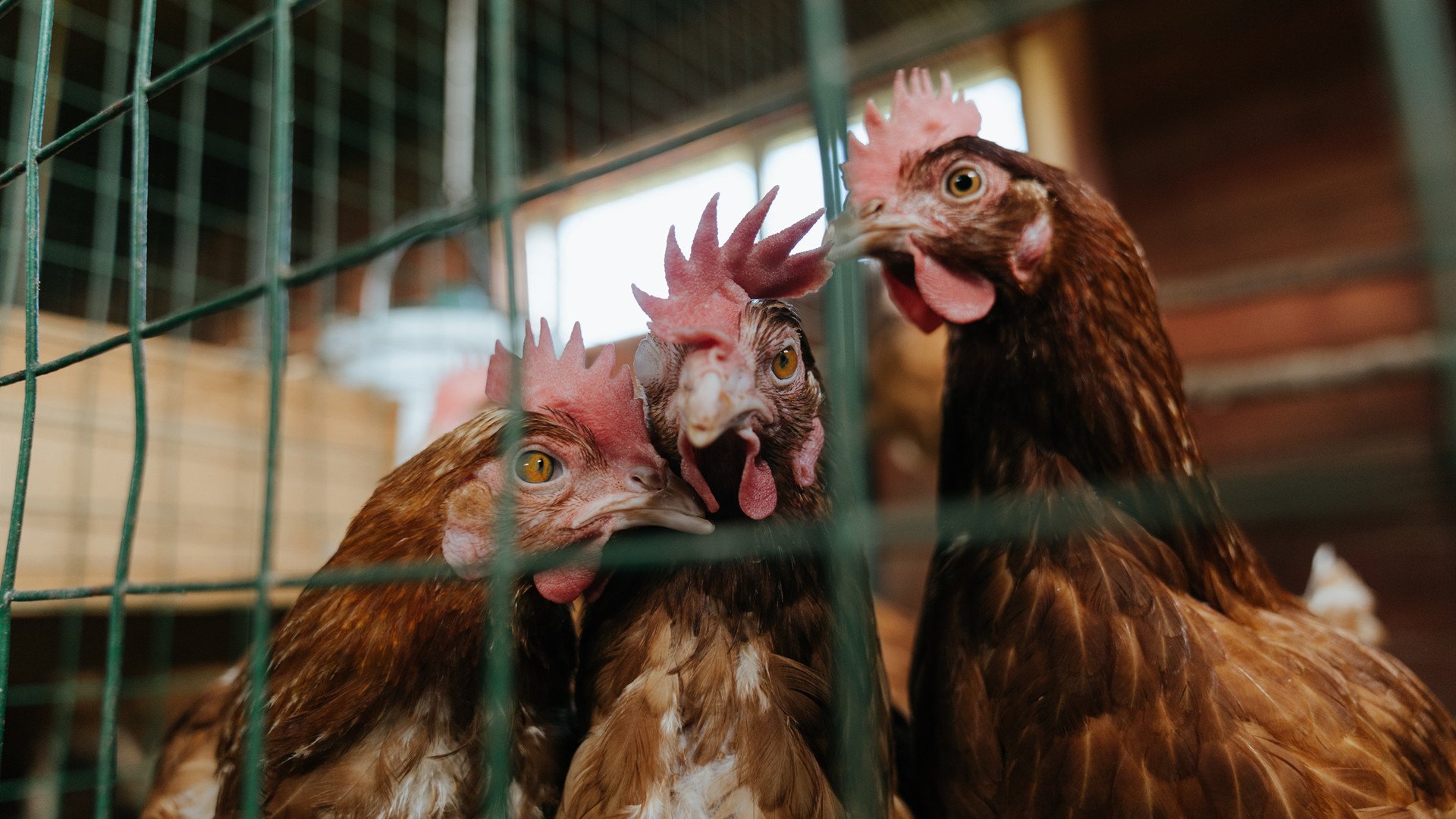 Kaiyun APP-美国队赛制解读：团体赛制中的攻防平衡与策略应用，美国队内训练赛