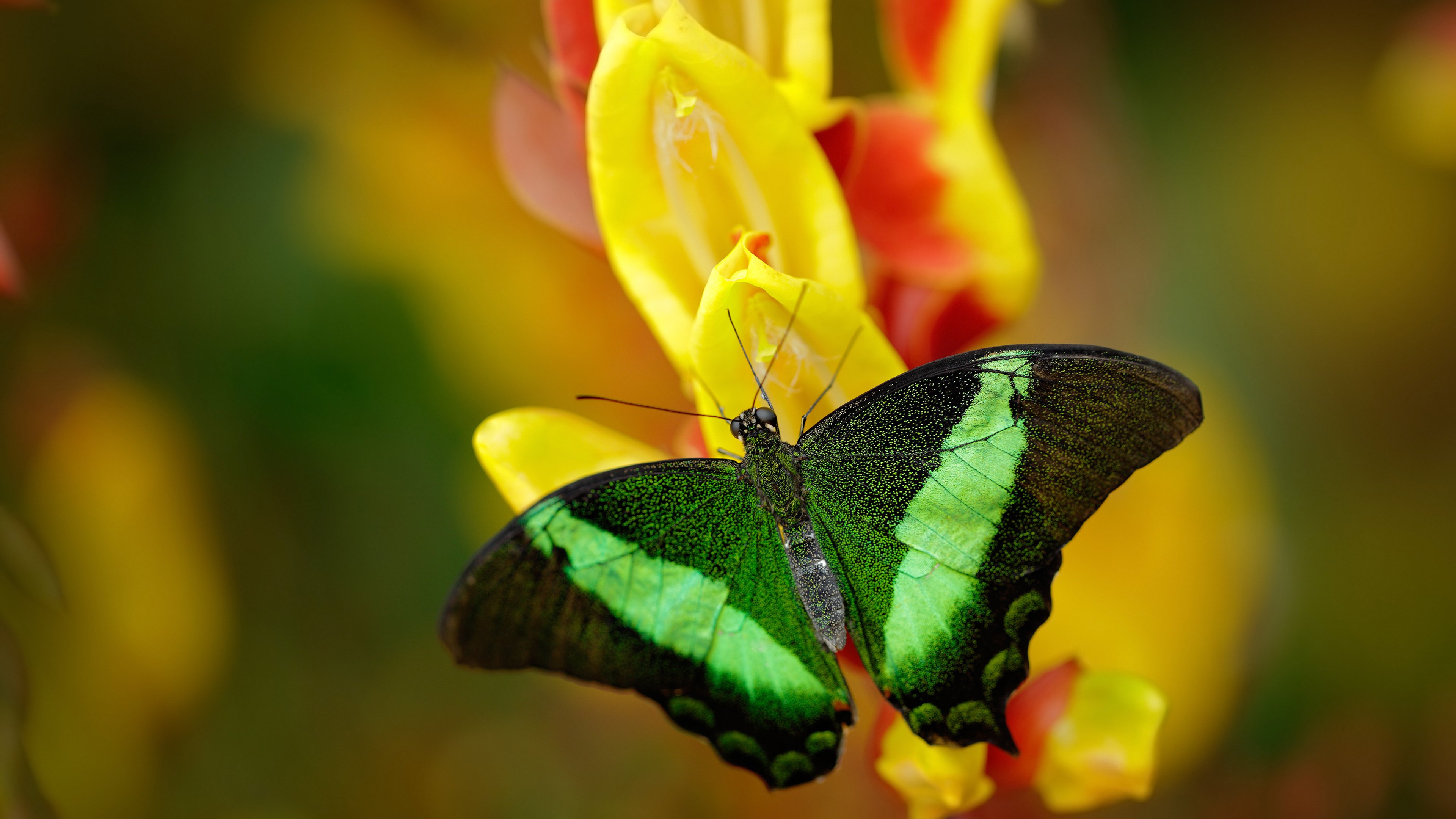 开云-世界杯经典对决：点燃全球球迷激情！，世界杯经典镜头