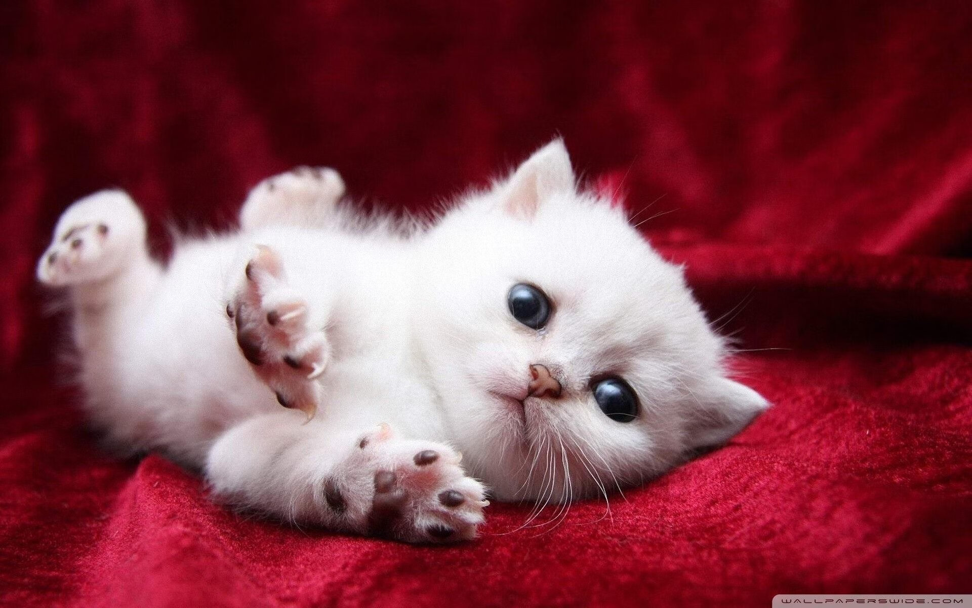 KAIYUN 中国大陆-足球联赛防暴预案演练确保赛事安全，足球比赛应急预案